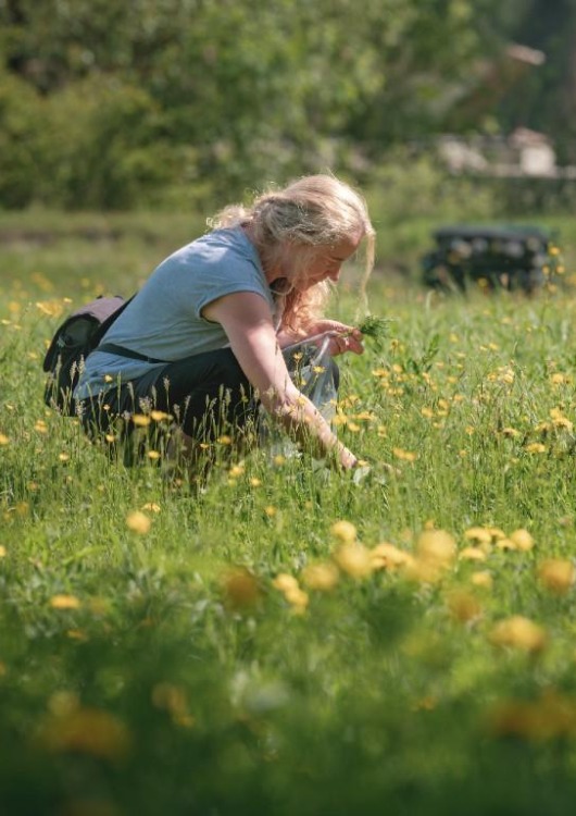 Immagine Evento Festival delle erbe spontanee | Calendario Valtellinese