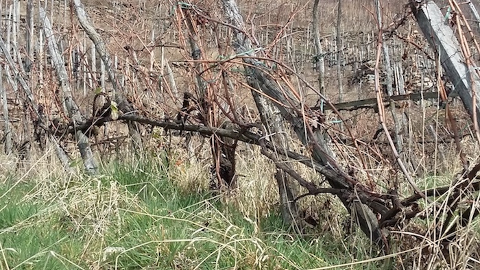 Passeggiando tra i vigneti sopra Sondrio | Blog di Valendario Valtellinese