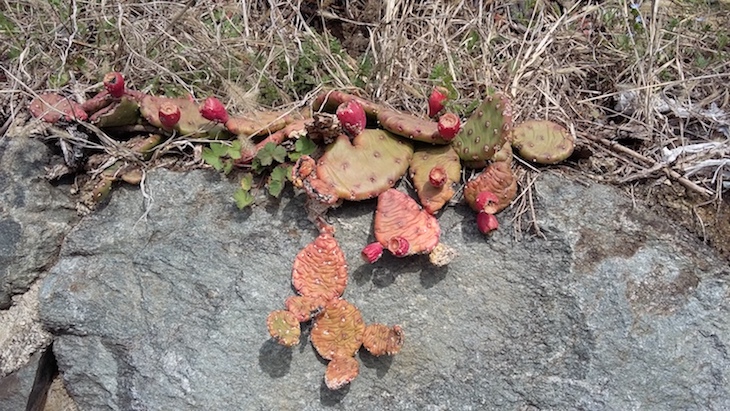 Passeggiando tra i vigneti sopra Sondrio | Blog di Valendario Valtellinese