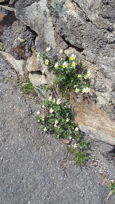 Passeggiando tra i vigneti sopra Sondrio | Blog di Valendario Valtellinese