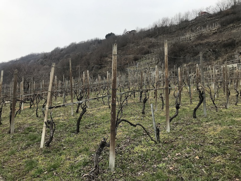 Vita e vite di Valtellina | Blog di Valendario Valtellinese