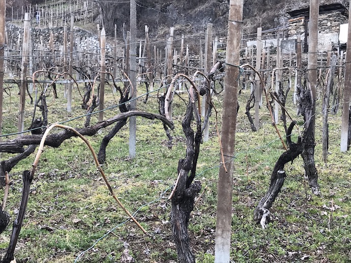 Vita e vite di Valtellina | Blog di Valendario Valtellinese