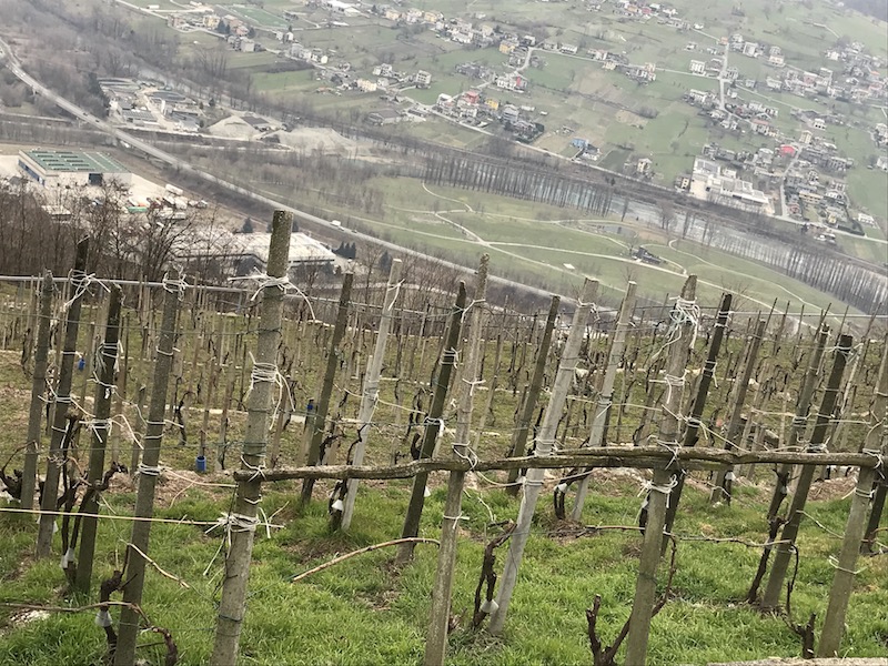 Vita e vite di Valtellina | Blog di Valendario Valtellinese