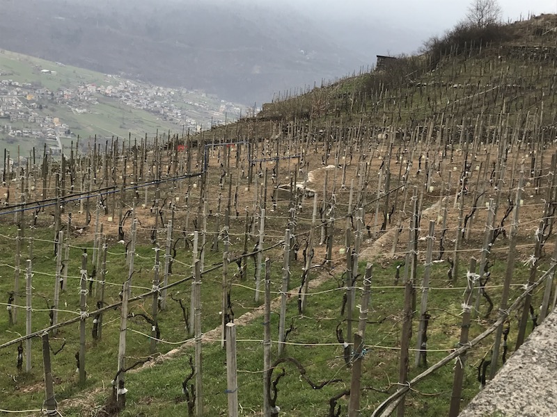 Vita e vite di Valtellina | Blog di Valendario Valtellinese