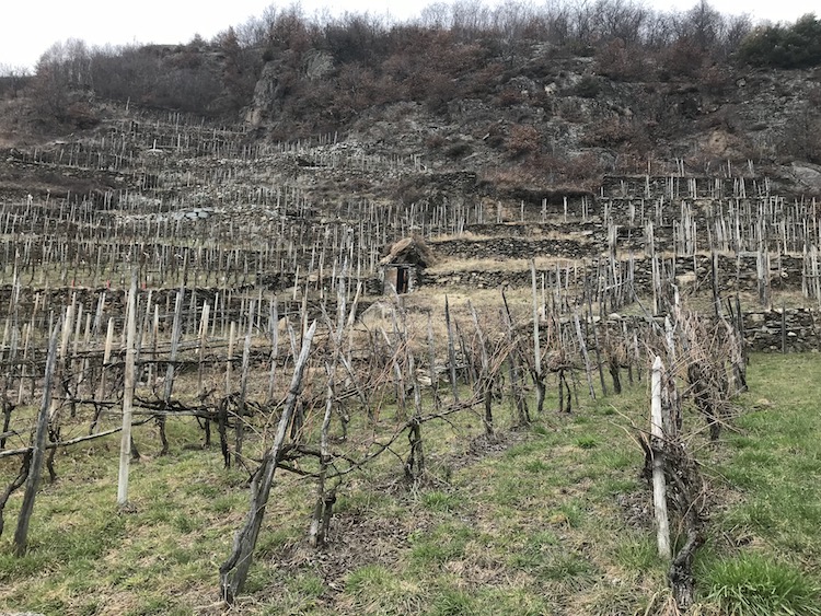Vita e vite di Valtellina | Blog di Valendario Valtellinese