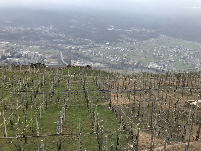 Vita e vite di Valtellina | Blog di Valendario Valtellinese