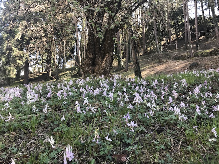 La Torre de li beli miri a Teglio | Blog di Valendario Valtellinese