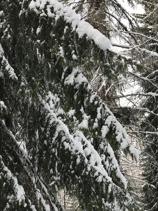 Ho ciaspolato al Gusta e Vai | Blog di Valendario Valtellinese