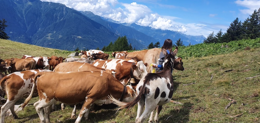 Dove vai in vacanza? In alpeggio... | Blog di Valendario Valtellinese