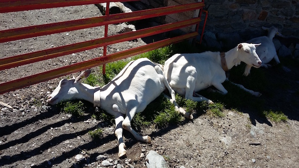 Un'escursione in Valmalenco al rifugio Cristina | Blog di Valendario Valtellinese