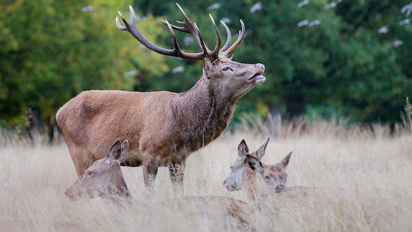 Il bramito del Cervo | Blog di Valendario Valtellinese