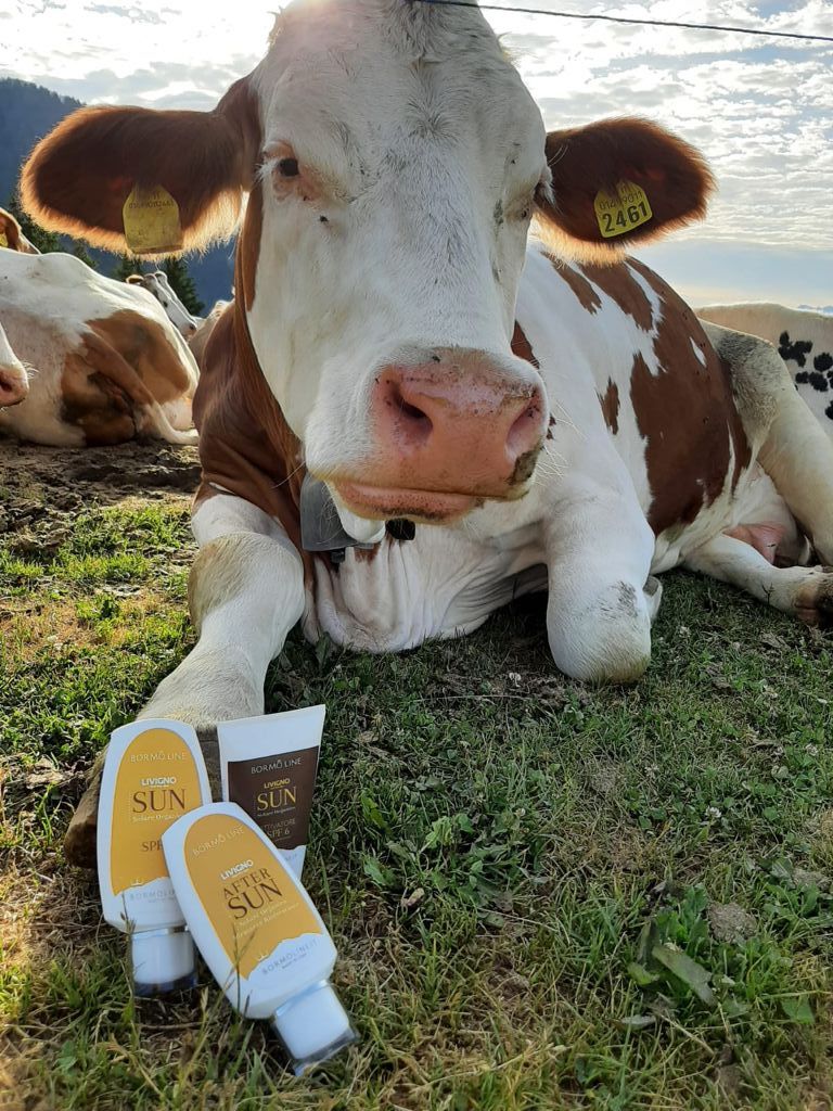 Le mucche al pascolo mettono la crema solare? | Blog di Valendario Valtellinese