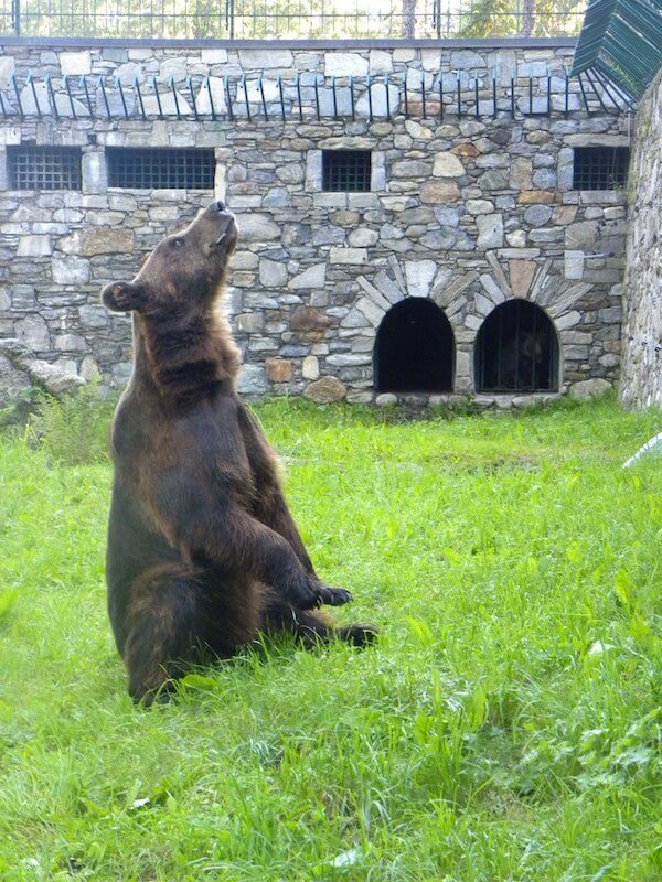 Gli orsetti in Aprica si stanno ambientando | Blog di Valendario Valtellinese