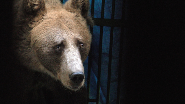 Due esemplari di orso bruno ad Aprica | Blog di Valendario Valtellinese