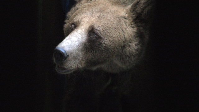 Due esemplari di orso bruno ad Aprica | Blog di Valendario Valtellinese