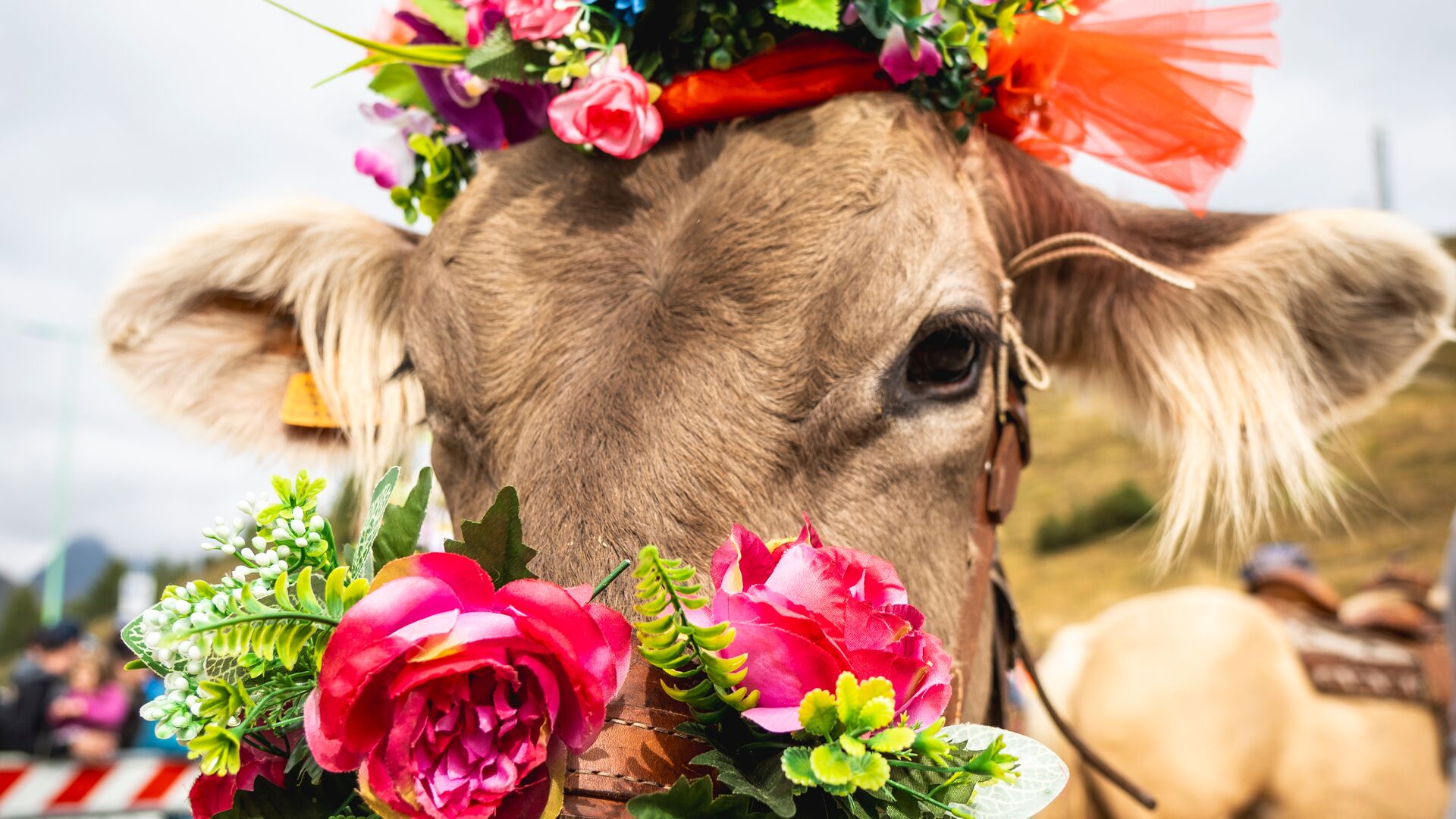 Immagine gallery evento Alpen Fest