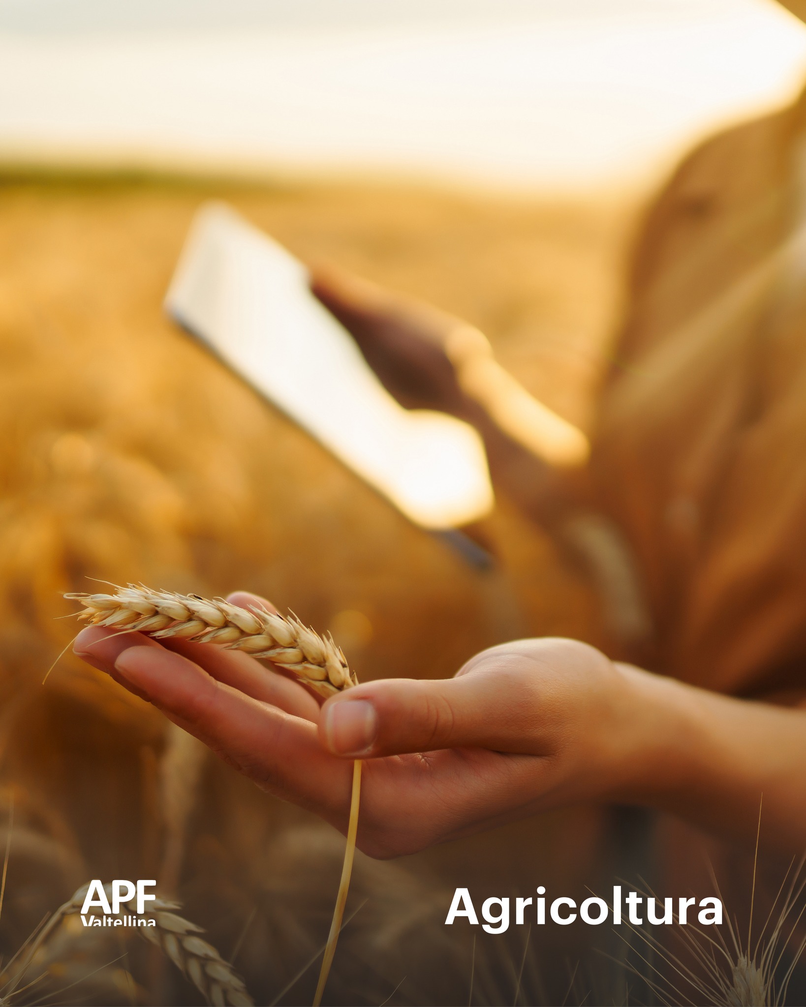 Immagine gallery azienda APF Valtellina