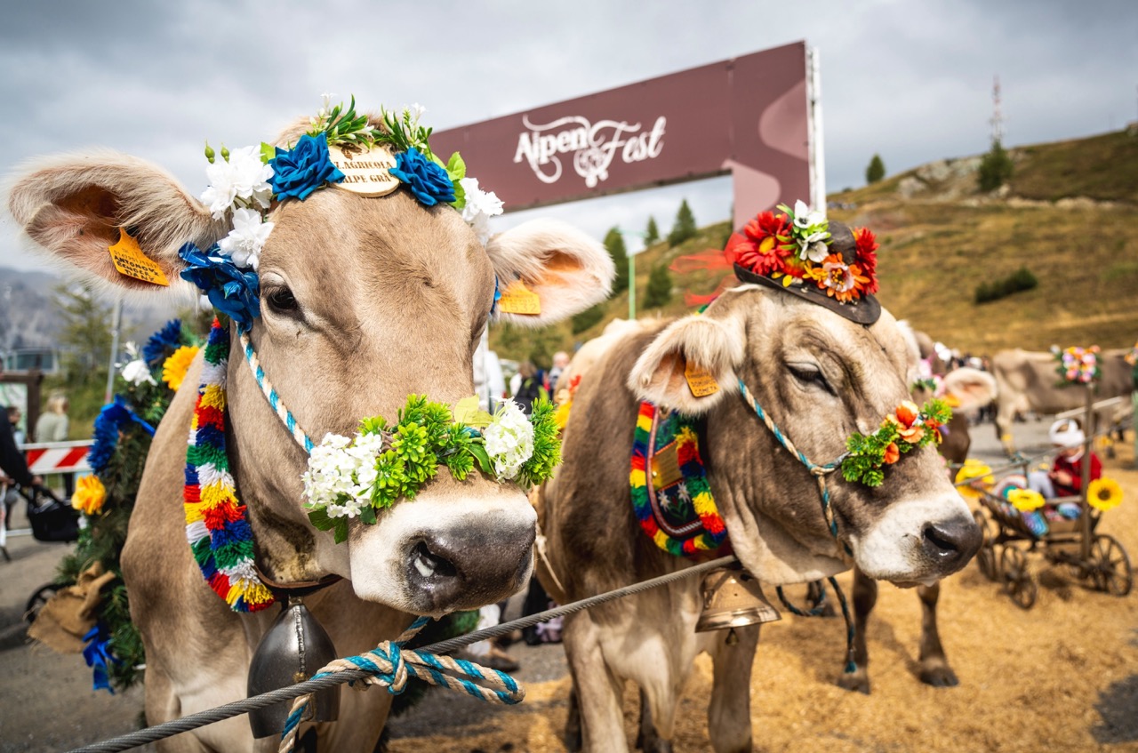 Immagine gallery articolo Alpenfest 2026: la tradizione a Livigno