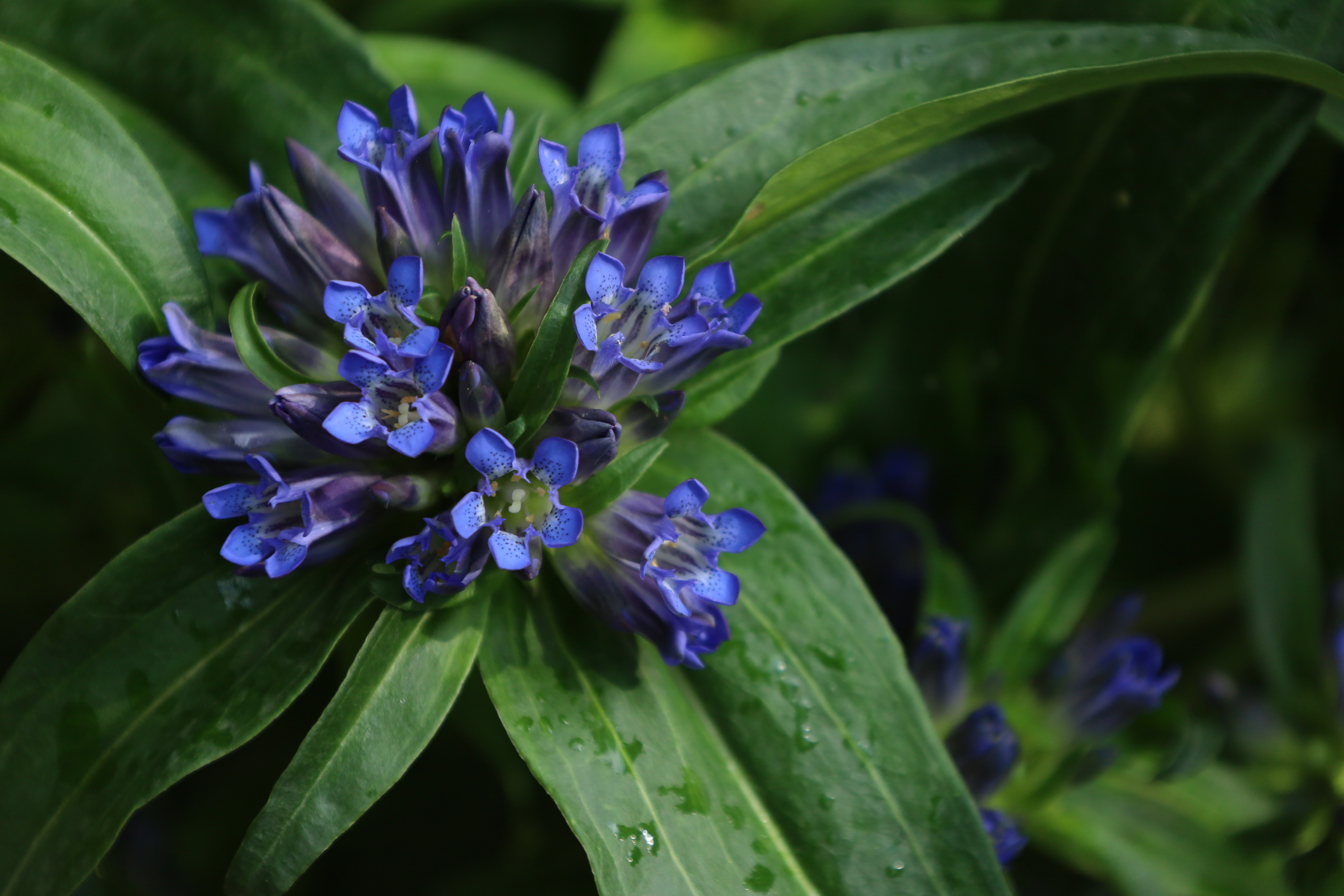 Immagine gallery del comune di Il giardino botanico alpino "Rezia"