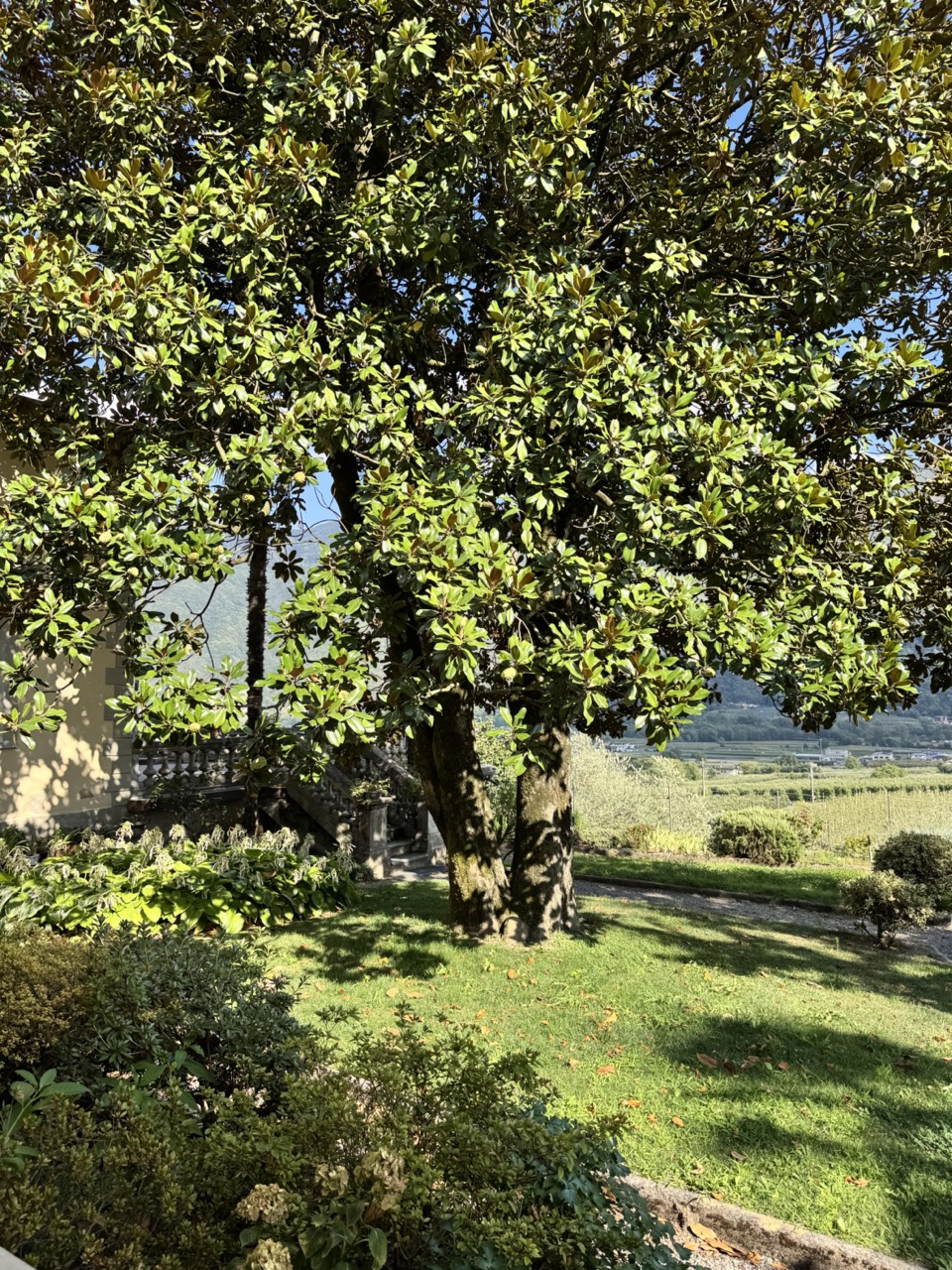 Immagine gallery articolo Tenuta La Gatta a Bianzone: la storia, il mistero del monastero e chi c'è oggi