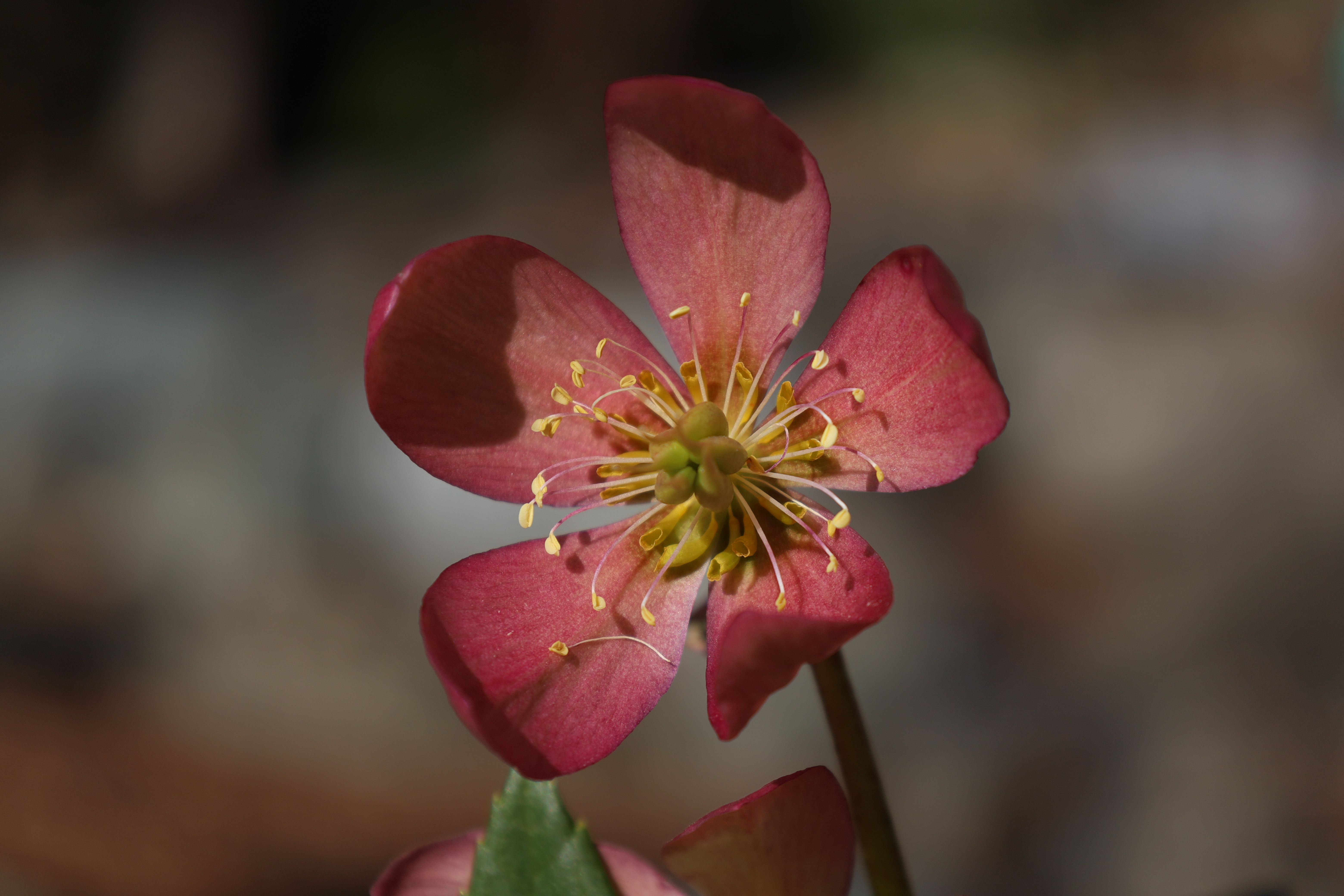 Immagine gallery del comune di Il giardino botanico alpino "Rezia"
