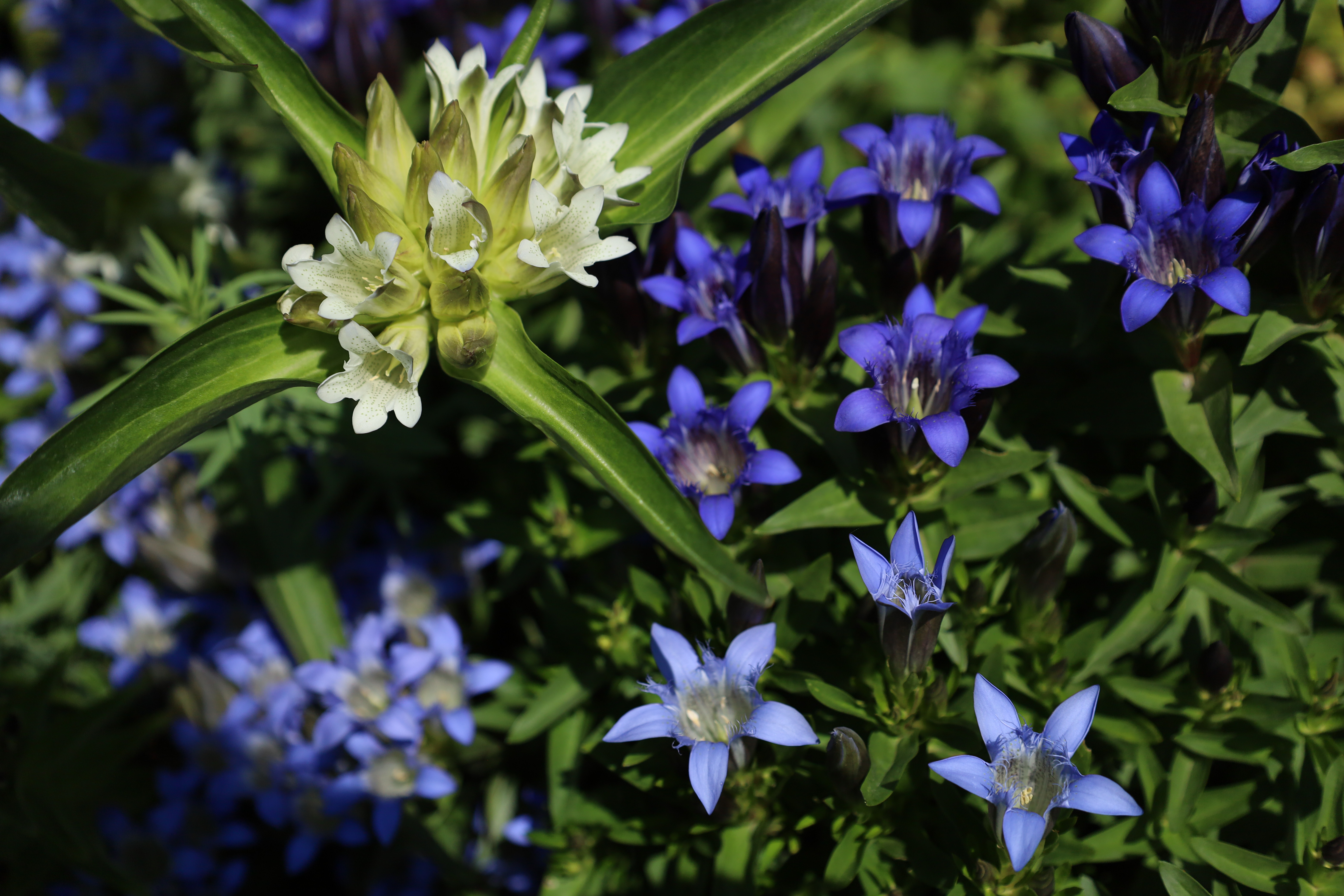 Immagine gallery del comune di Il giardino botanico alpino "Rezia"