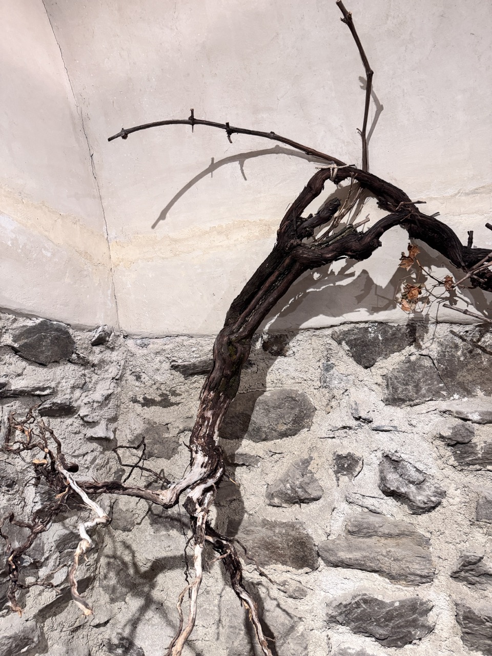 Immagine gallery articolo Palazzo Besta e il vino raccontato con tutti i sensi