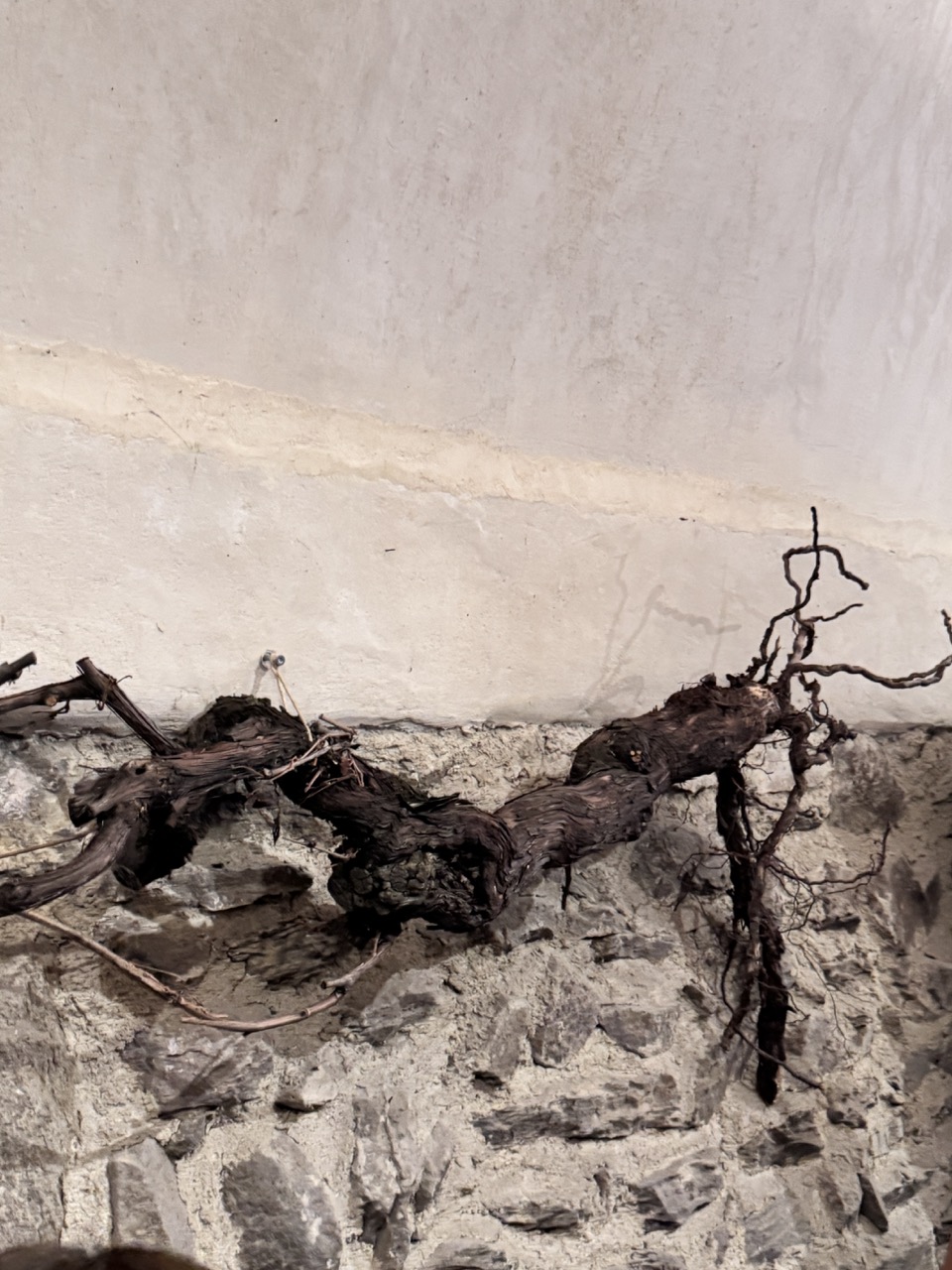 Immagine gallery articolo Palazzo Besta e il vino raccontato con tutti i sensi