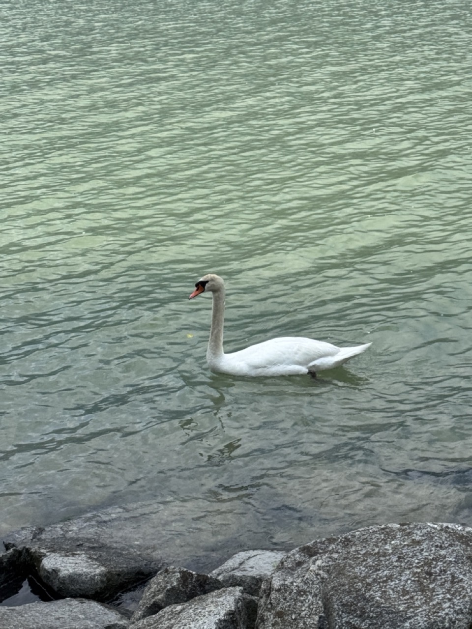 Immagine gallery articolo Passteggiando: una domenica di gusto (e di belle scoperte) lungo il lago di Novate