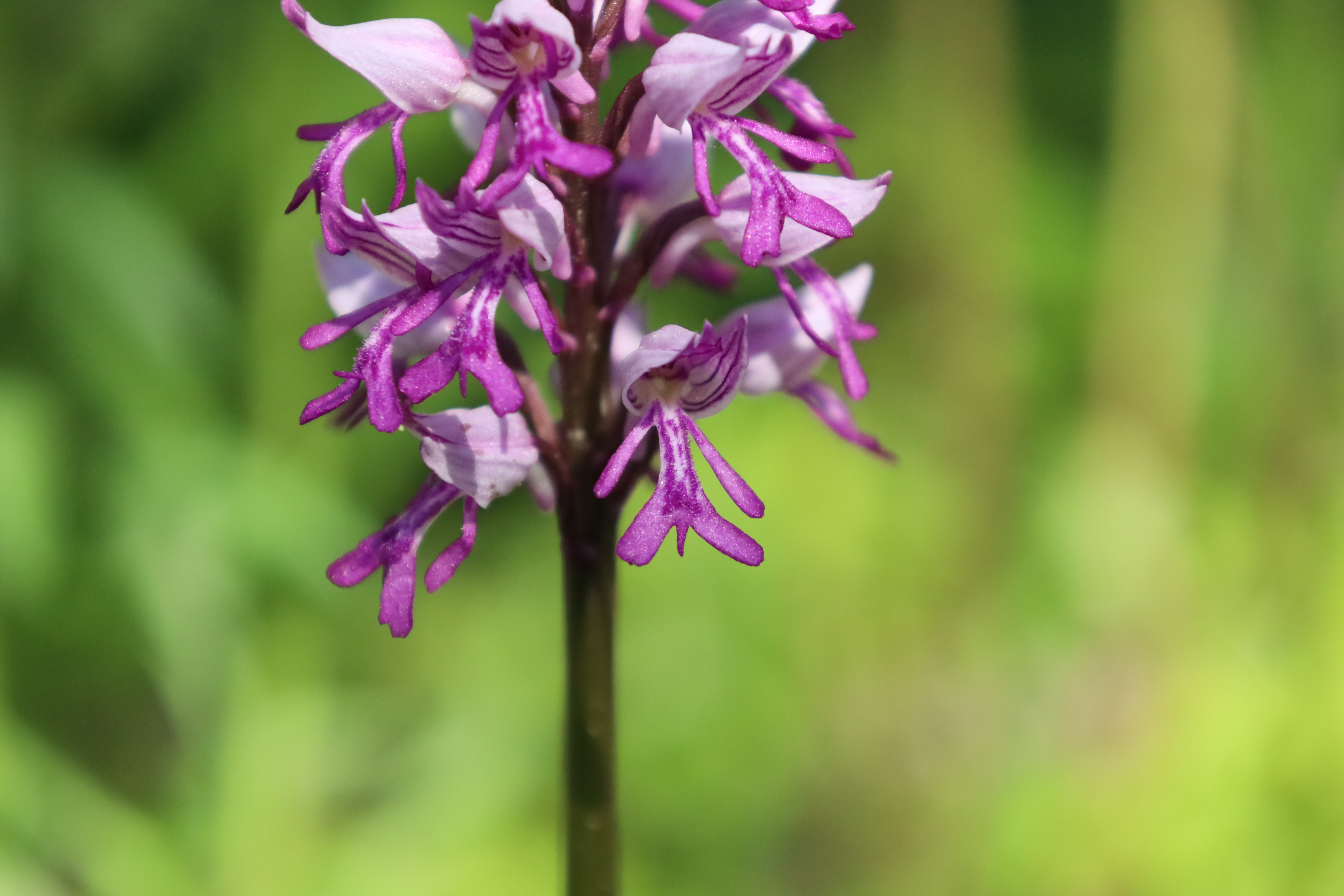 Immagine gallery del comune di Il giardino botanico alpino "Rezia"