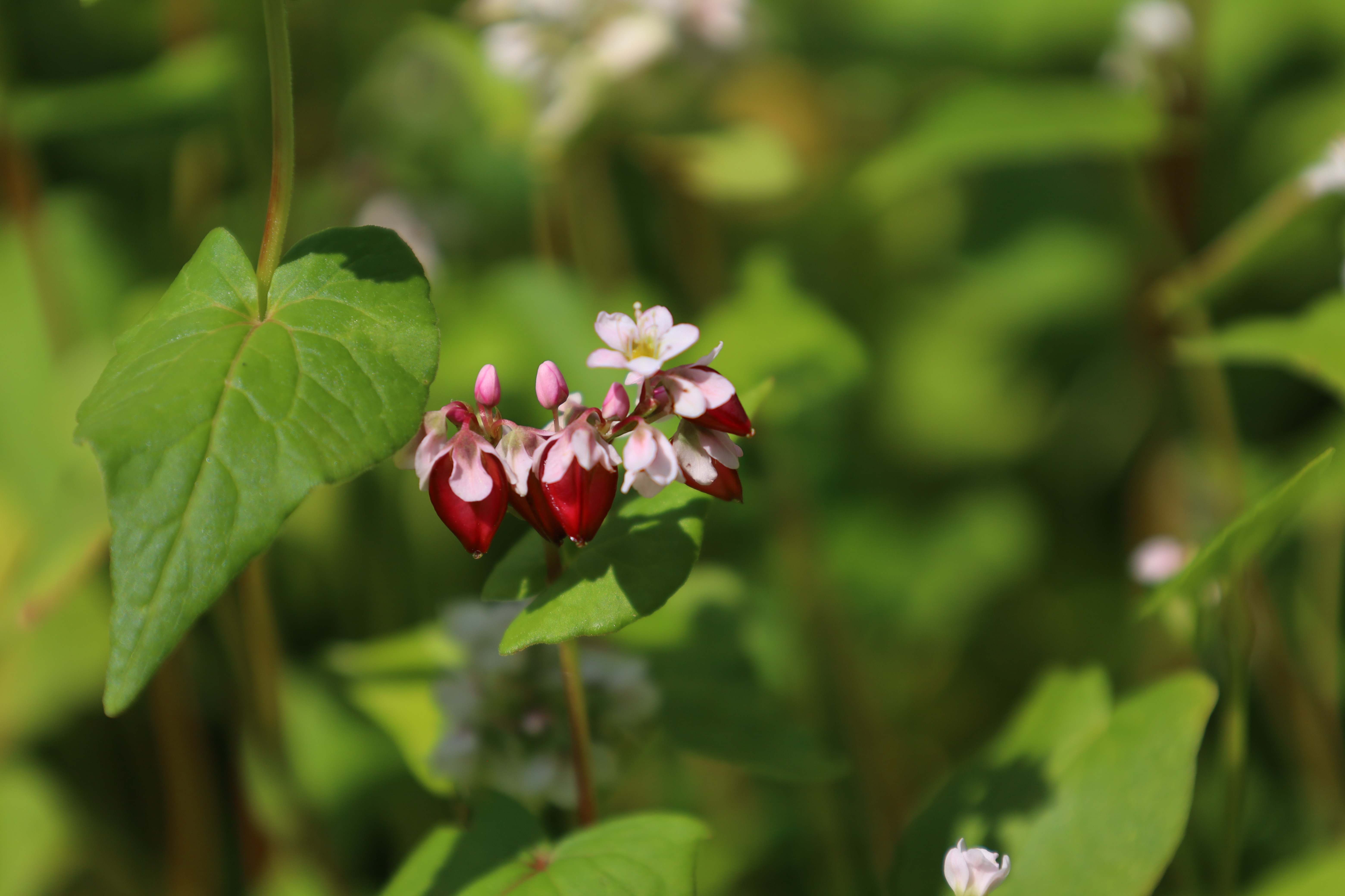 Immagine gallery del comune di Il giardino botanico alpino "Rezia"