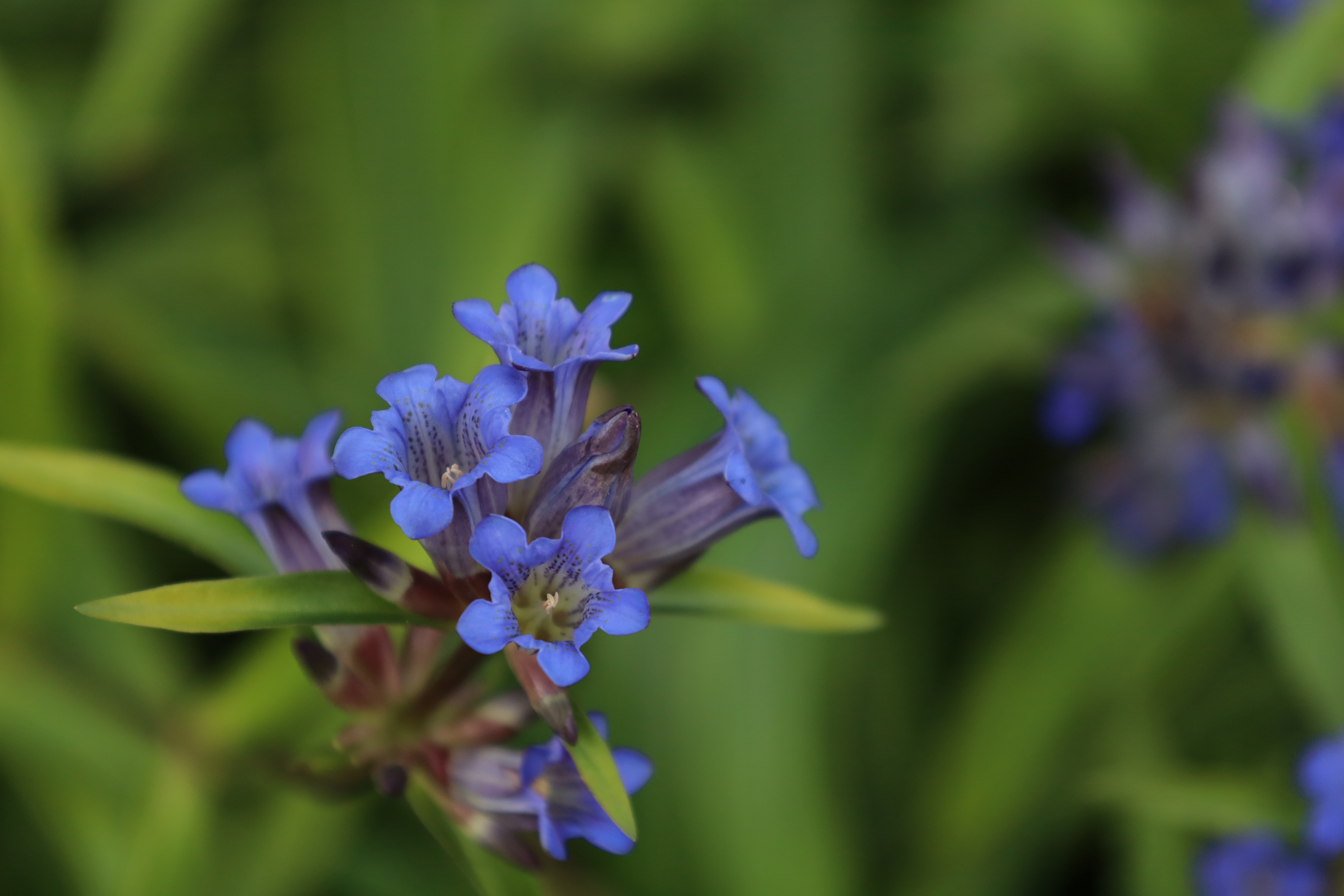 Immagine gallery del comune di Il giardino botanico alpino "Rezia"