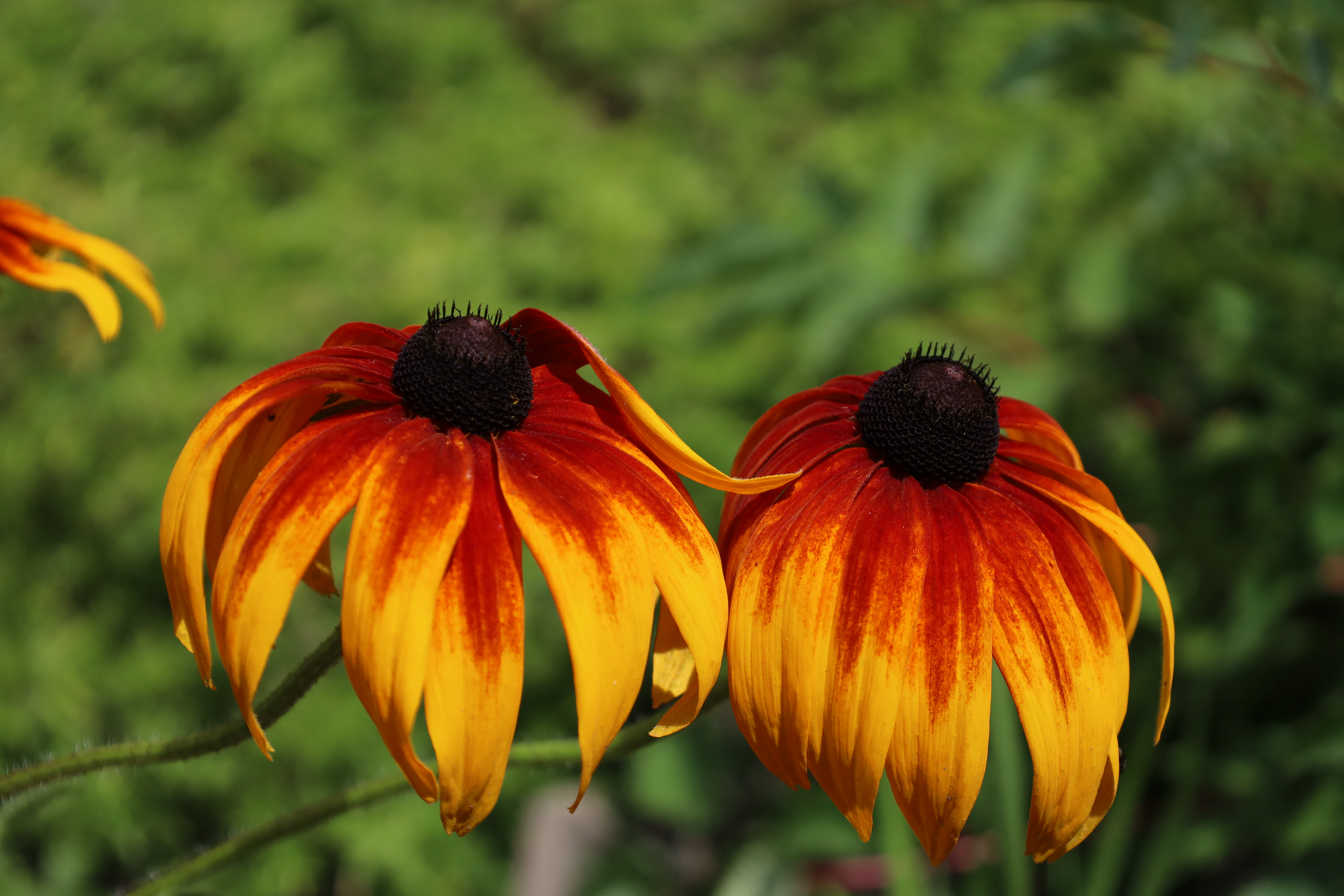 Immagine gallery del comune di Il giardino botanico alpino "Rezia"