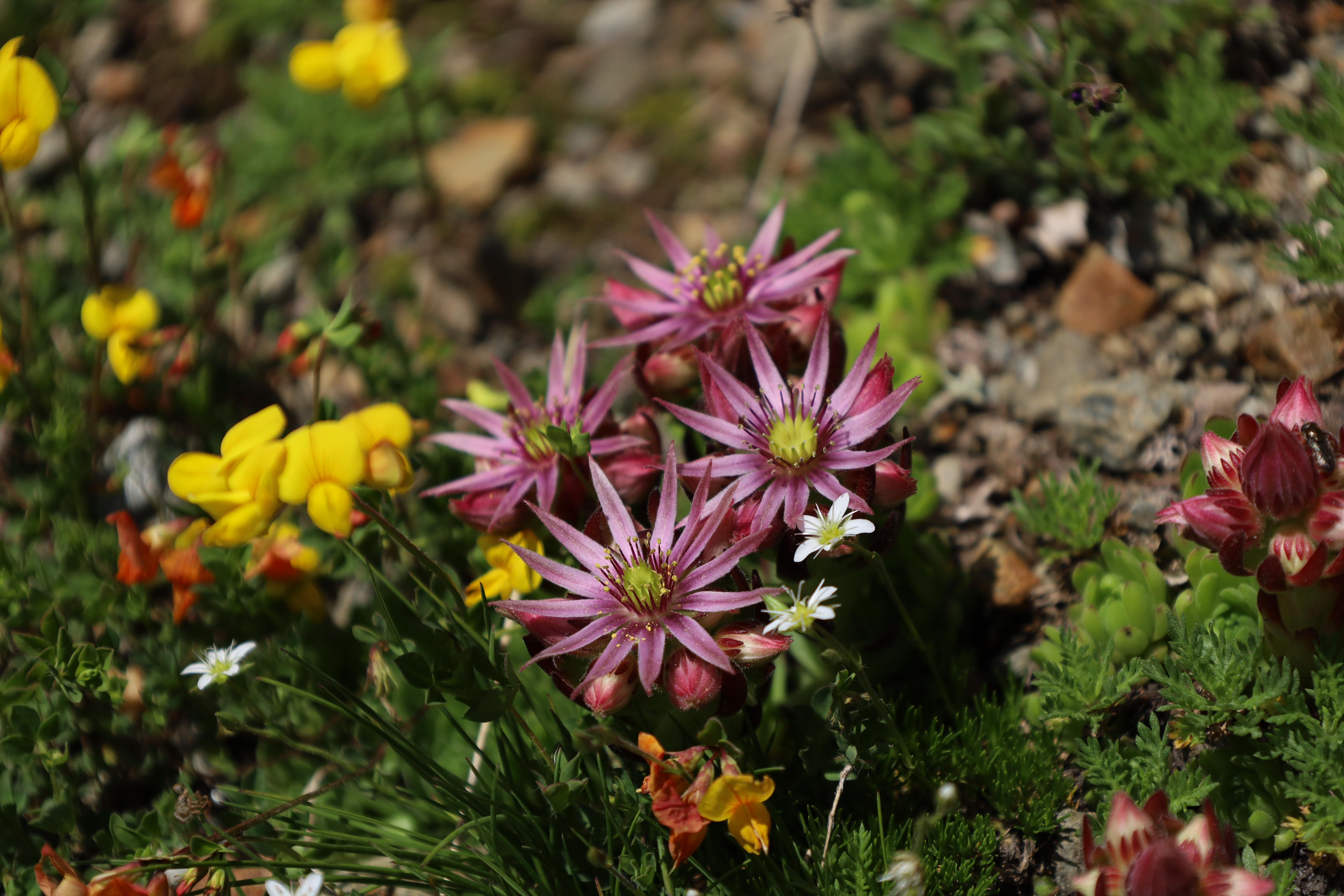 Immagine gallery del comune di Il giardino botanico alpino "Rezia"