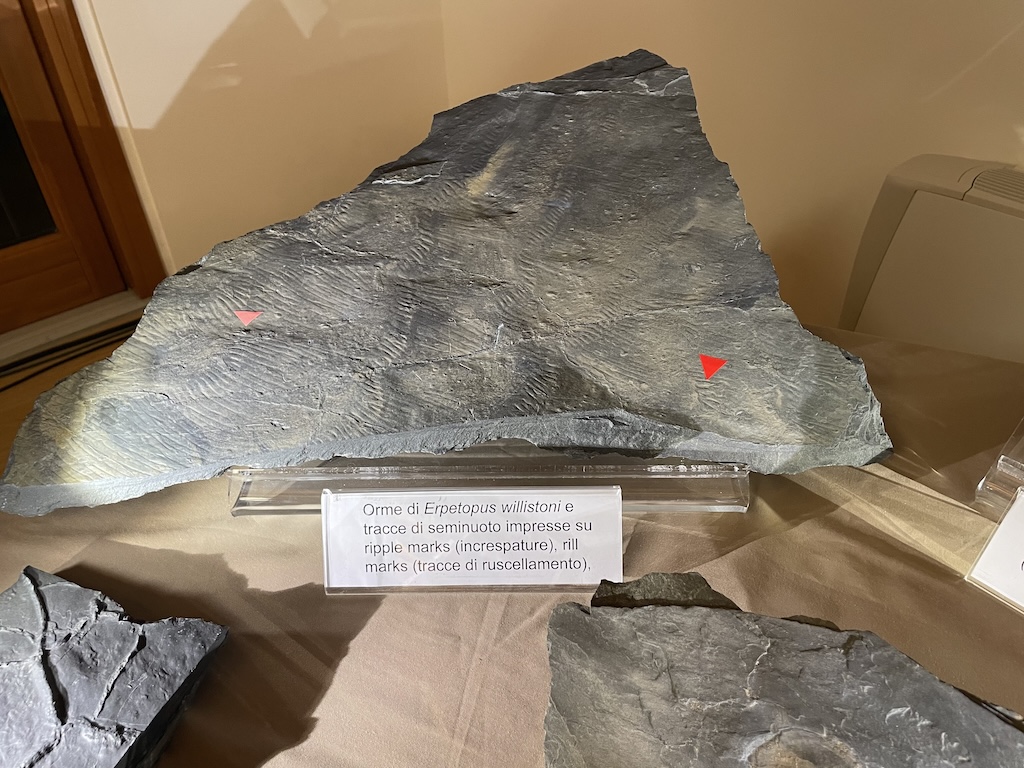 Immagine gallery articolo La Val d'Ambria e i suoi reperti paleontologici in mostra ad Albaredo