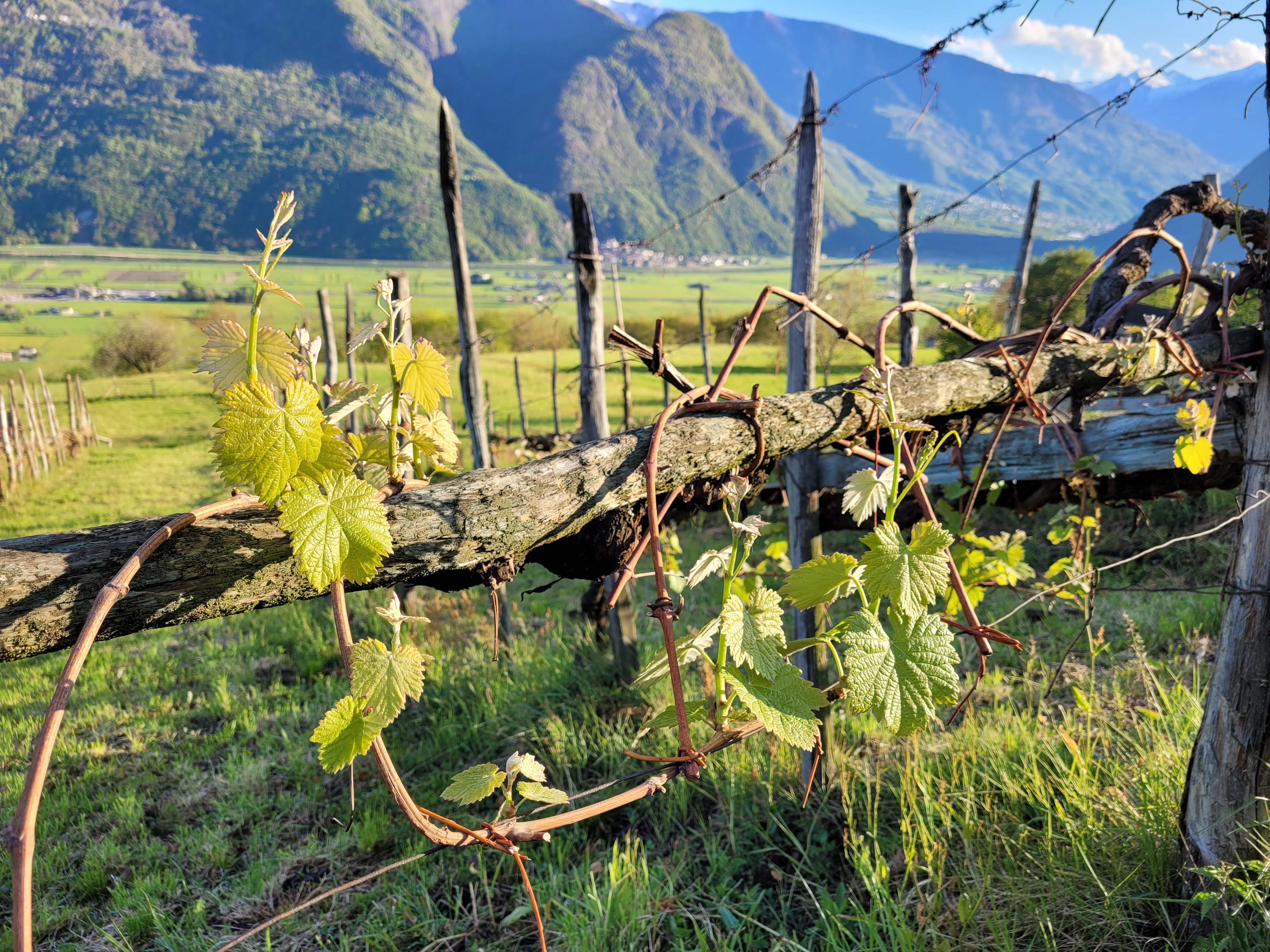 Immagine gallery evento Gustosando 2025