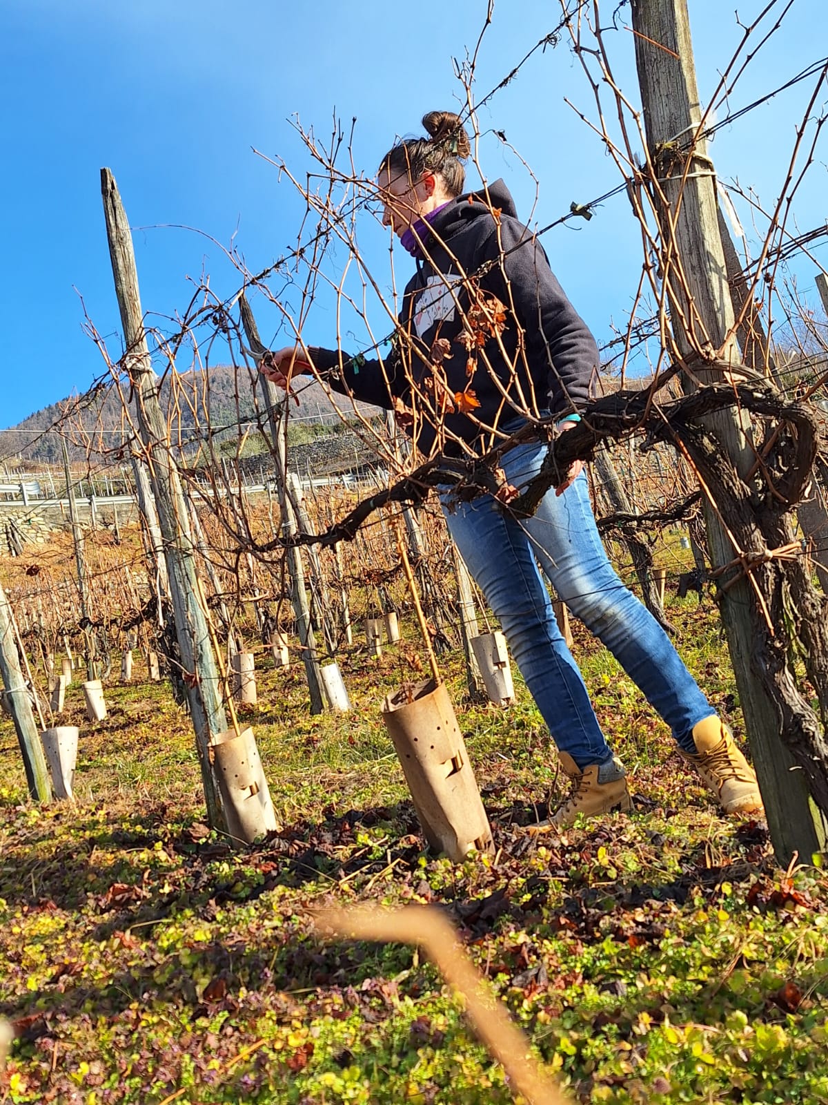 Immagine gallery articolo Radici Alpine: la sfida coraggiosa di Veronica tra vino bianco e miele in Valtellina