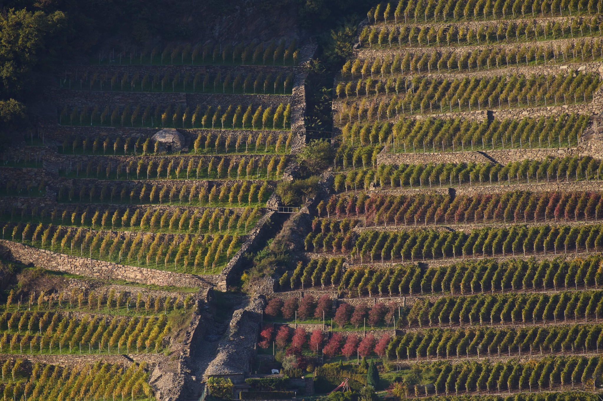 Immagine gallery evento Eroico Rosso Sforzato Wine Festival